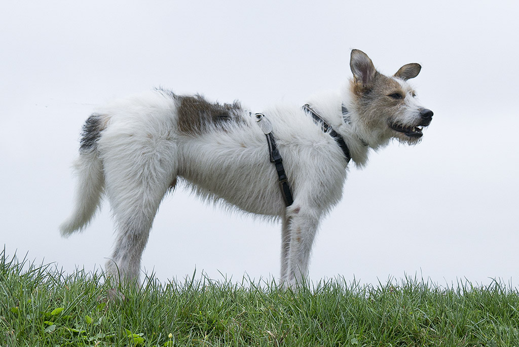 4711 Holland 03 - 201520150329_03294151-1 Kopie.jpg